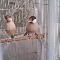 نرگسی شکلاتی سه جفت|پرنده|تهران, جماران (نیاوران)|دیوار