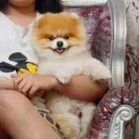 کشش سگ پامرنین اصیل نر