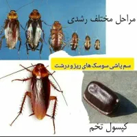 سمپاشی صداقت را با اطمینان انتخاب کنید سم پاشی|خدمات نظافت|زاهدان, |دیوار