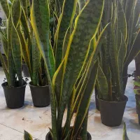 سانسوریا پا بلند شمشیری ابلق پُرغلاف سطل 4|گل و گیاه طبیعی|قم, نیروگاه|دیوار