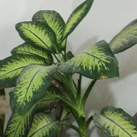 گل طبیعی با گلدان|گل و گیاه طبیعی|شیراز, کرونی(خاتونک)|دیوار