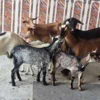 فروش کهره جمولی