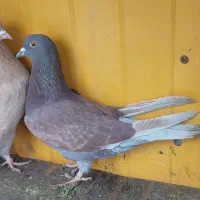 چند تا کفتر عالی|پرنده|رباط‌کریم, رباط‌کریم|دیوار