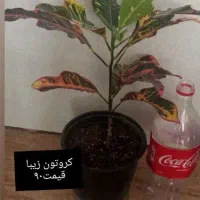 هدیه روز مادر|گل و گیاه طبیعی|خواف, |دیوار