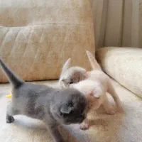 فروش چهار بچه گربه اسکاتیش فولد|گربه|اصفهان, خانه اصفهان|دیوار