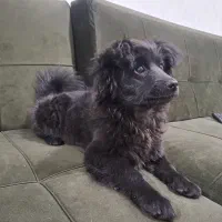 سگ پامرین روباهی