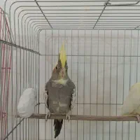 طوطی عروس هلندی رام|پرنده|کلاردشت, |دیوار