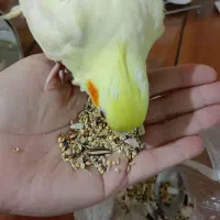 عروس هلندی|پرنده|آبپخش, |دیوار