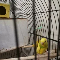 مرغ عشق ماده