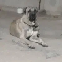 سگ سرابی  نر