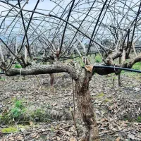 هرس درخت کیوی پذیرفته میشود،