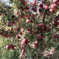 هرس کاری تک درخت|خدمات باغبانی و درختکاری|تبریز, |دیوار