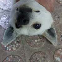 واگذاری سگ پدر سگ و کاملا آموزش دیده