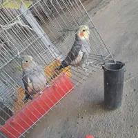 فروش یه جفت عروسی هلندی