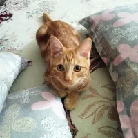 واگذاری رایگان بچه گربه