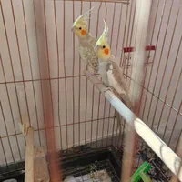 عروس نرماده تخم گذار