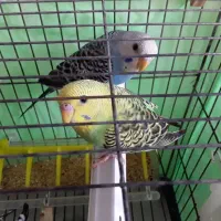 مرغ عشق|پرنده|آستانه اشرفیه, |دیوار