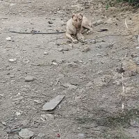 توله سرابی ۶ ماهه ماده|سگ|شهریار, کهنز|دیوار