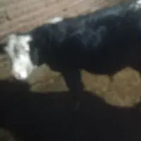 گاونر سیمتال