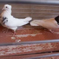 طوقی|پرنده|اشکذر, |دیوار