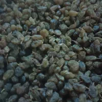 کشمش سایه خشک