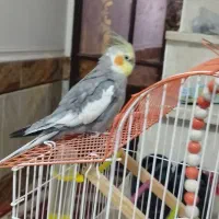 عروس رام دستی حرف زن