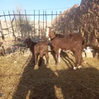 بز و بزغاله|حیوانات مزرعه|تربت جام, کاریز نو سفلی|دیوار