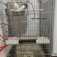 عروس هلندی لوتینو