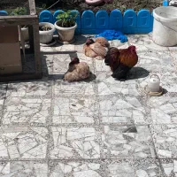 کوشین گلدویتن|حیوانات مزرعه|لشت نشا, |دیوار