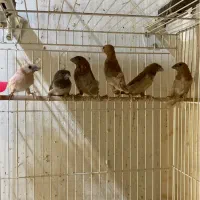 فنچ کرواتی ، زبرا اورنج ، بنگالی|پرنده|مشهد, سرافرازان|دیوار