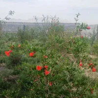 باغ ، زمین کشاورزی ، زمین مسکونی