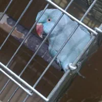 ملنگو سخنگو رنگ خاص