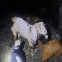 بزغاله|حیوانات مزرعه|بهبهان, |دیوار