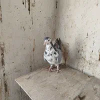 نربدرنگ و ماده دمگیر گلین کاکل|پرنده|اصفهان, کوجان|دیوار