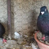 بشرط تخم جوجه