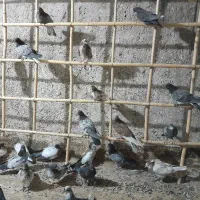 کبوتر درجه یک( جوجه)|پرنده|آران و بیدگل, |دیوار