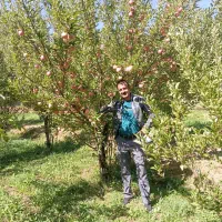باسلام‌هرس‌درختان‌بصورته‌حرفه‌‌ایی‌درخدمت‌هنشهریا‌|خدمات باغبانی و درختکاری|قزوین, |دیوار