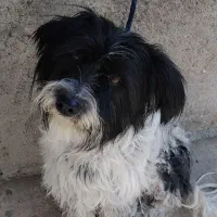 شیتزو|سگ|ابهر, |دیوار