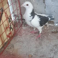 یک عدد گوک نابلد