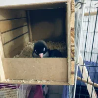 طوطی برزیلی و عروس هلندی|پرنده|پاکدشت, پاکدشت (مامازند)|دیوار