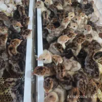 جوجه بوقلمون یکروزه