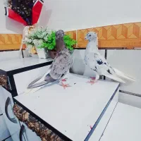 پرنده رنگی|پرنده|باوی, |دیوار