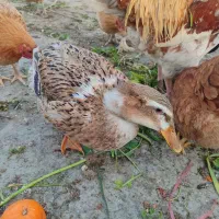 حیوان مزرعه