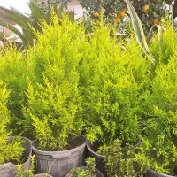 کاج لاوسون طلایی|گل و گیاه طبیعی|چابکسر, |دیوار