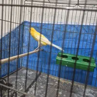 قناری زیبا وکشیده