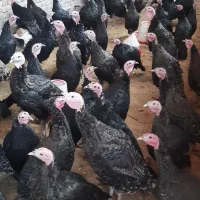 بوقلمون هشت ماهه ۷۵ عدد