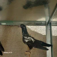 تعدادی کبوتر بلندپرواز وسیاه و|پرنده|شیراز, تندگویان|دیوار