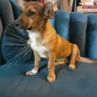 واگذاری سگ خونگی|سگ|اصفهان, سپاهانشهر|دیوار