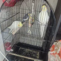 عروس هلندی سخن گو