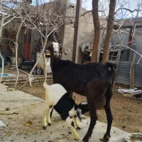 بز سانن با دو بزغاله نر